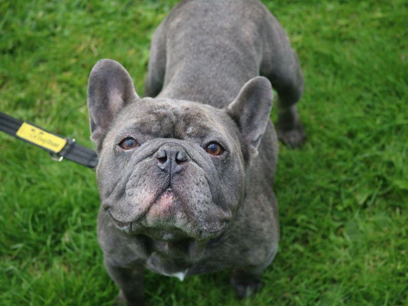 Pet Image